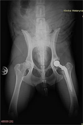 Femoral Stem Fracture and Successful Reimplantation Using Femoral Window Technique in Canine Cemented Total Hip Replacement: Case Report